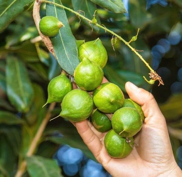 Macadamia Nut Queensland Nut Hawaii Nut Seedling Plant (Height 1 Feet) Basundhara Nursery - Image 2