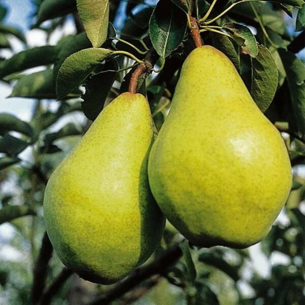 Pear Pyrus Babugosha Nashpati Grafted Fruit Live Plant (Height 1.5-3 Feet)