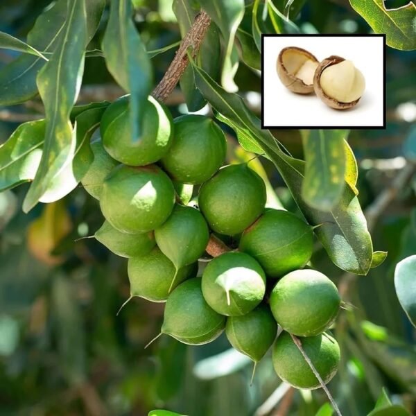 Macadamia Nut Queensland Nut Hawaii Nut Seedling Plant (Height 1 Feet) Basundhara Nursery