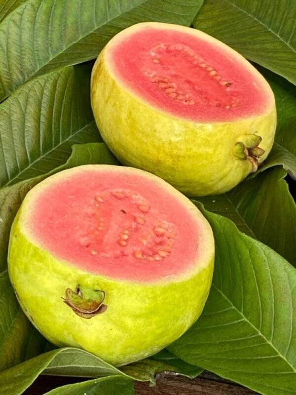 Taiwan Pink Guava Amrood Grafted Live Fruit Plant (Height 1.5-2 Feet) - Image 2