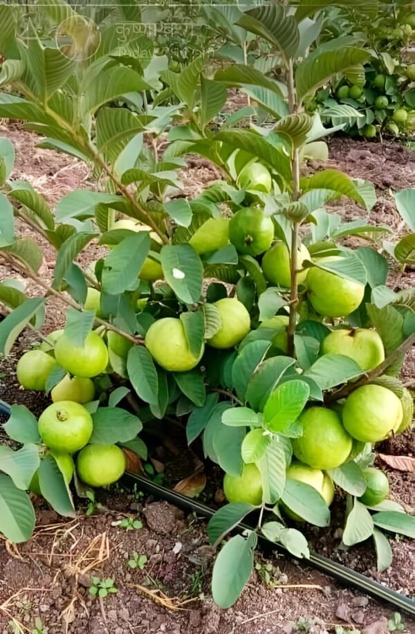 Taiwan Pink Guava Amrood Grafted Live Fruit Plant (Height 1.5-2 Feet) - Image 3