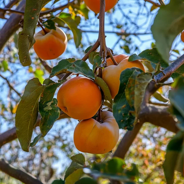 Fuyu Persimmon Grafted Live Plant (Height 1.5 - 3 Feet) - Image 3