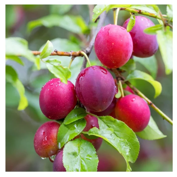 Red Plum Aloo Bukhara Grafted Live Fruit Plant (Height 2 Feet) - Image 4