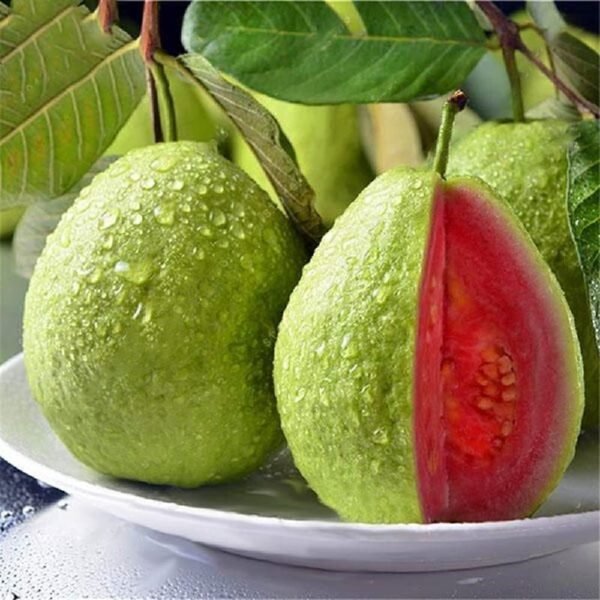 Taiwan Pink Guava Amrood Grafted Live Fruit Plant (Height 1.5-2 Feet) - Image 4