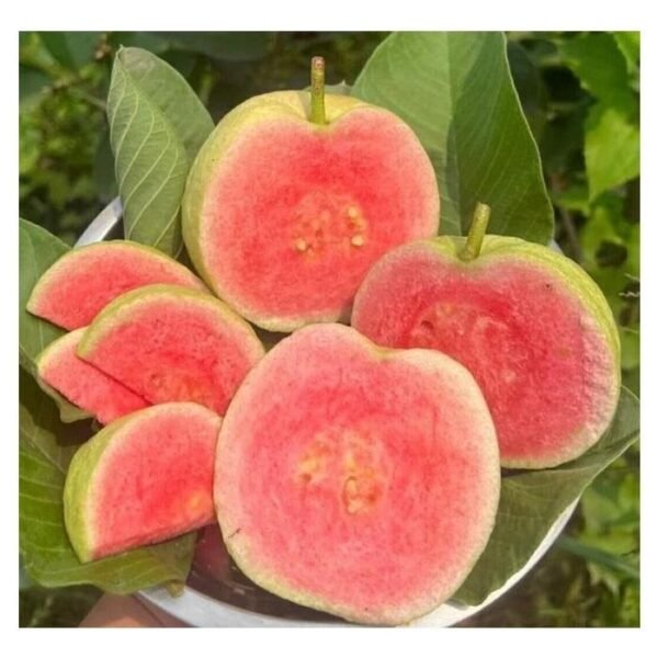 Red Dimond Guava Amrood