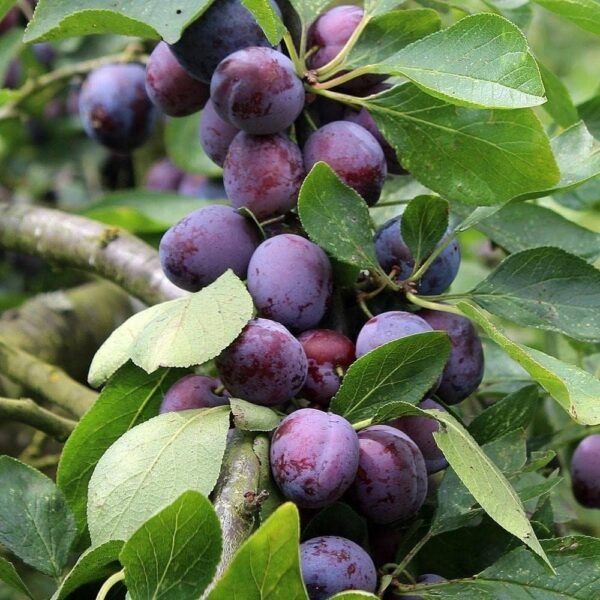 Red Plum Aloo Bukhara Grafted Live Fruit Plant (Height 2 Feet)