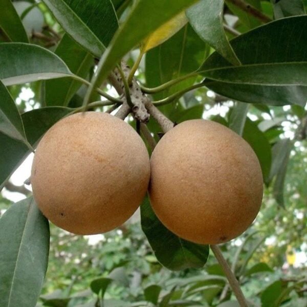 Chiku(Sapota) Fruit Plant