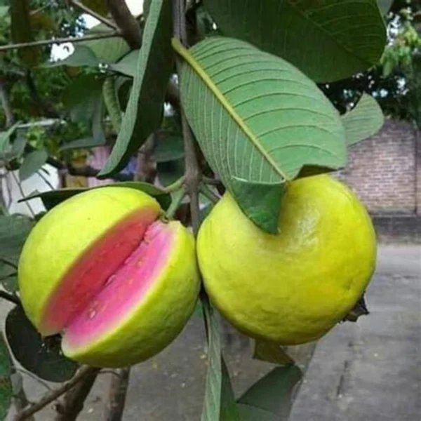 Taiwan Pink Guava Amrood Grafted Live Fruit Plant (Height 1.5-2 Feet)