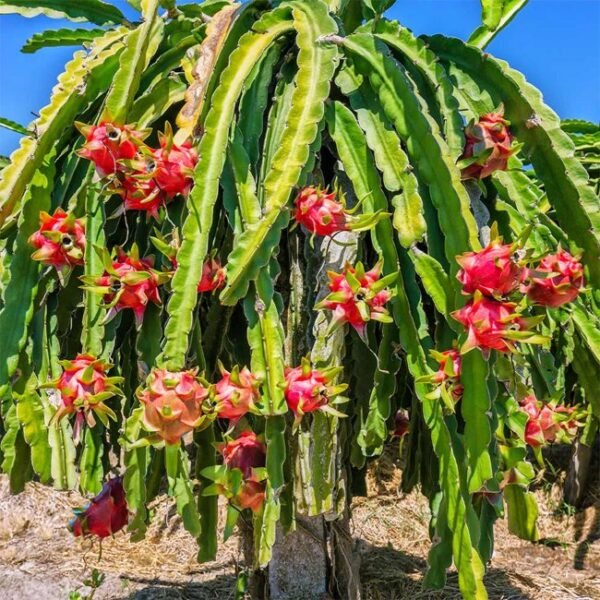 Dragon Fruit Pitaya Live Fruit Plant (Height 1-2 Feet) - Image 3