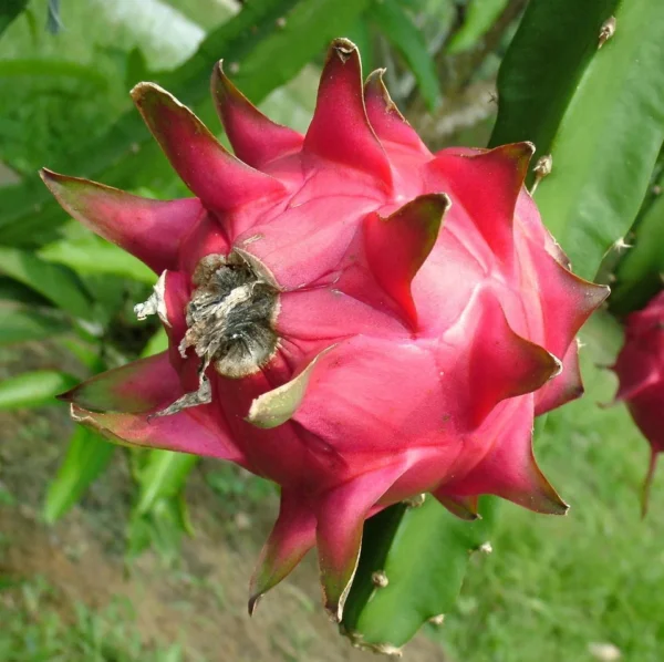 Dragon Fruit Pitaya Live Fruit Plant (Height 1-2 Feet)