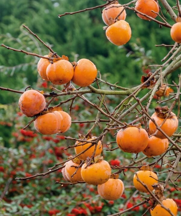 Fuyu Persimmon Grafted Live Plant (Height 1.5 - 3 Feet) - Image 4