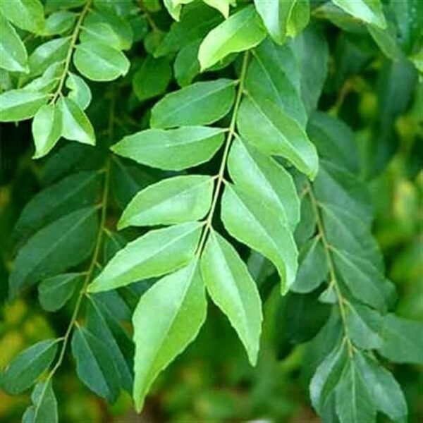 Curry Leaves Kadi Patta Spice Live Plant (Height 1-2 Feet) - Image 2