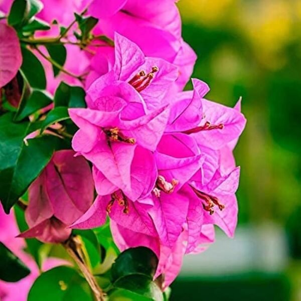 Pink Bougainvillea Flower Live Plant (Height 1-2 Feet) - Image 2