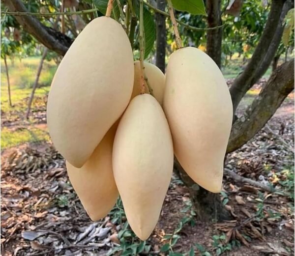 Nam Dok Mai All Time Mango Aam Grafted Live Fruit Plants (Height 1.5-3 Feet Size)