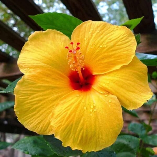 Yellow Hybrid Hibiscus (Joba) Flower Live Plant (1-2 Feet Height)