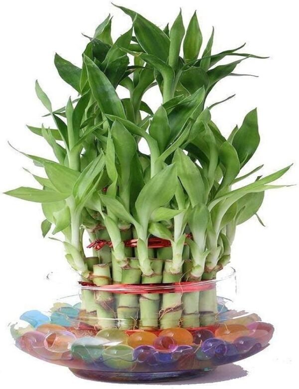 Luckey Bamboo Ornamental Live Plant (Height 8-10 Inch) - Image 3