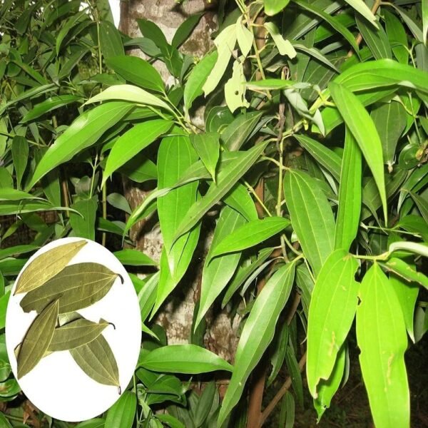 Tej Patta, Tamalpatra, Indian Bay Leaf Plant Size 1-2 Feet Healthy Spice Plant