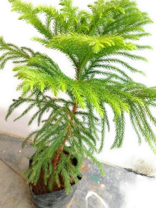 Araucaria Kuki Jhau Christmas Tree Live Plant (1.5-2 Feet Height) - Image 2