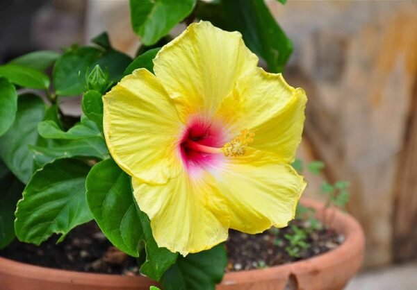 Yellow Hybrid Hibiscus (Joba) Flower Live Plant (1-2 Feet Height) - Image 2