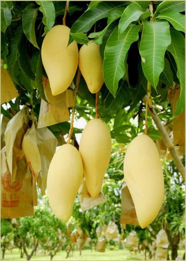 Nam Dok Mai All Time Mango Aam Grafted Live Fruit Plants (Height 1.5-3 Feet Size) - Image 2