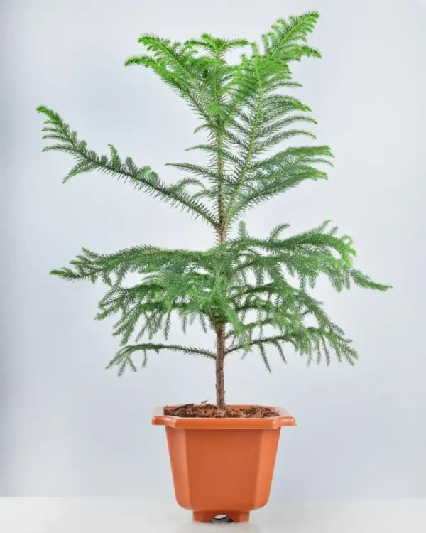 Araucaria Kuki Jhau Christmas Tree Live Plant (1.5-2 Feet Height) - Image 3