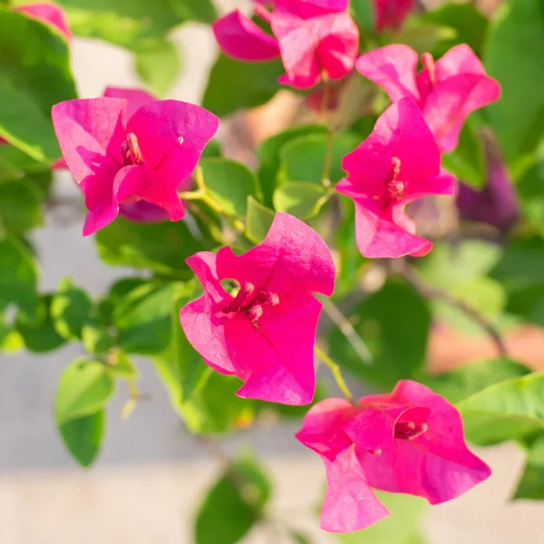 Pink Bougainvillea Flower Live Plant (Height 1-2 Feet)