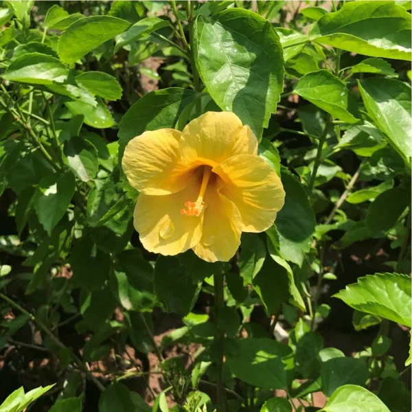 Yellow Hybrid Hibiscus (Joba) Flower Live Plant (1-2 Feet Height) - Image 3