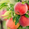 Anna Apple Seb Grafted Live Fruit Plant (Height 1.5-3 Feet) - Image 3