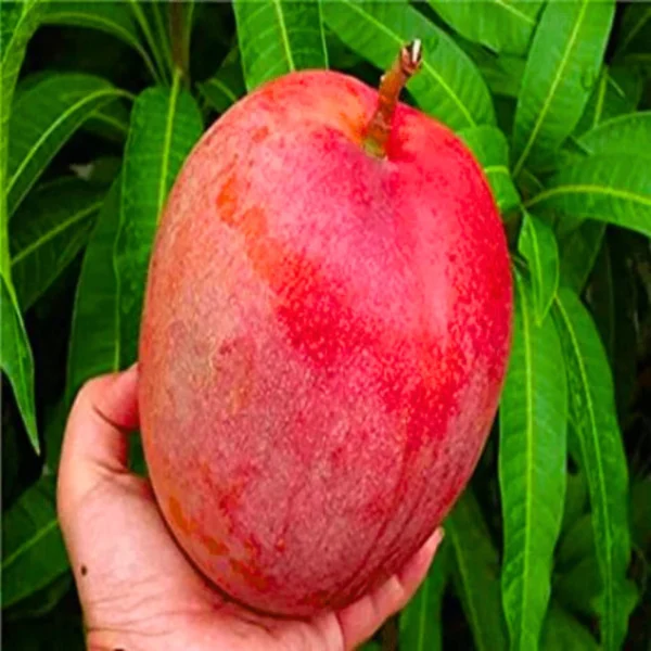 Miyazaki Mango Egg Of Sun Taiyo no Tamago Grafted Mango Live Plant (Height 1.5 to 3 Feet) - Image 4