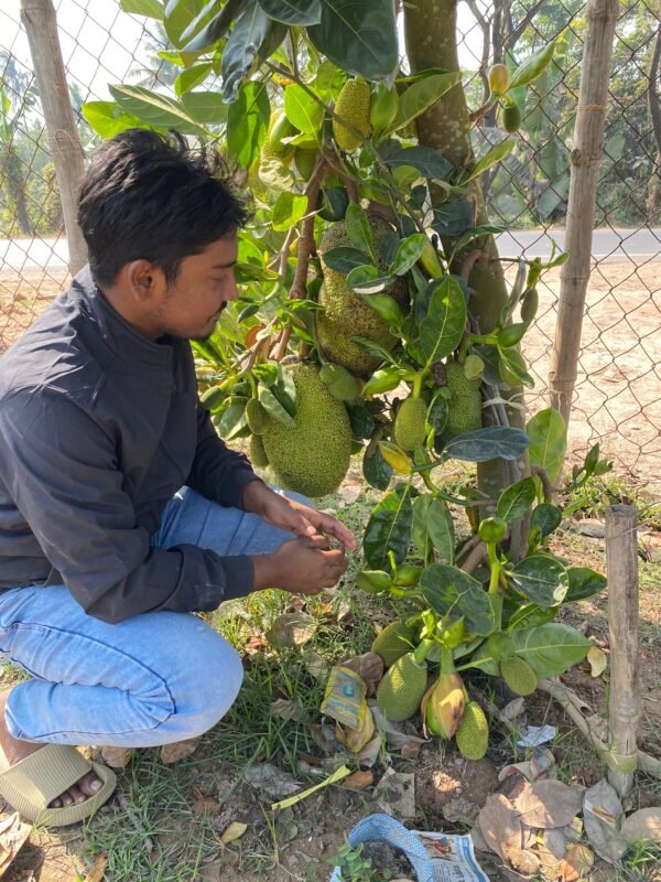 Vietnam Super Early All Time Panas Kathal Jackfruit Live Plant (Height 1.5-2 Feet) - Image 2