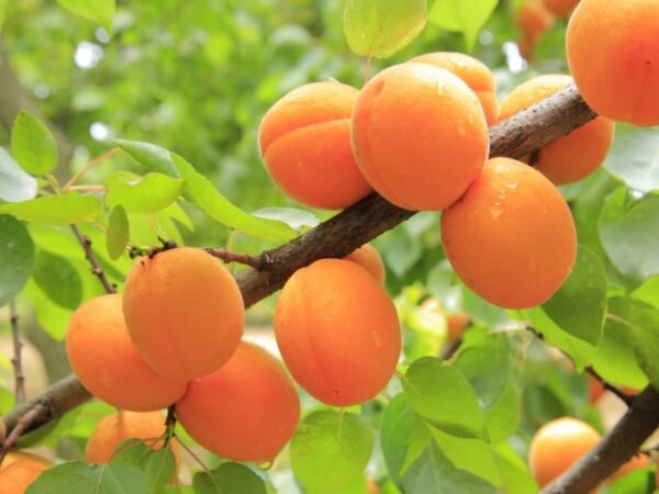 Apricot Khumani Grafted Live Fruit Plant (Height 2-3 Feet) - Image 3