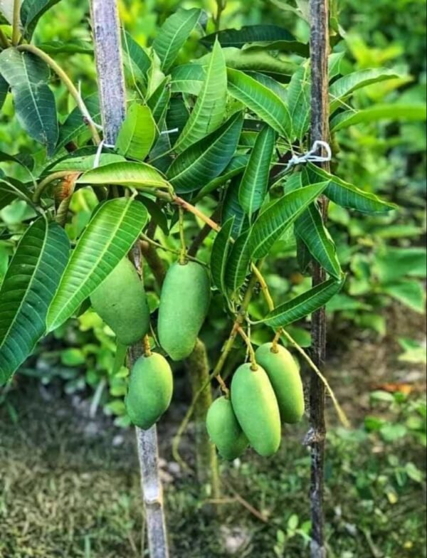 Thai Katimon Catimon All Time All Season Sweet Mango Fruit Plant - Image 3