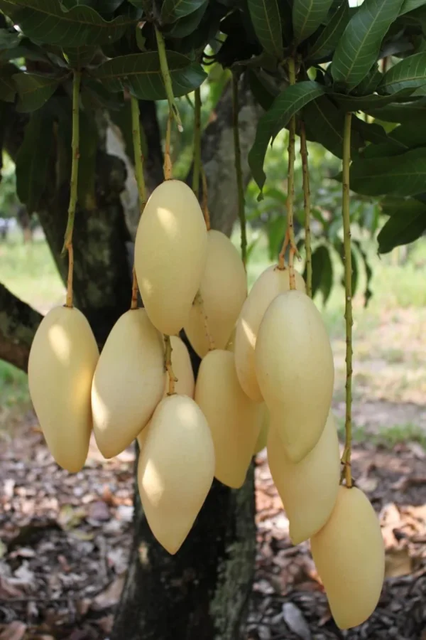 Nam Dok Mai All Time Mango Aam Grafted Live Fruit Plants (Height 1.5-3 Feet Size) - Image 4