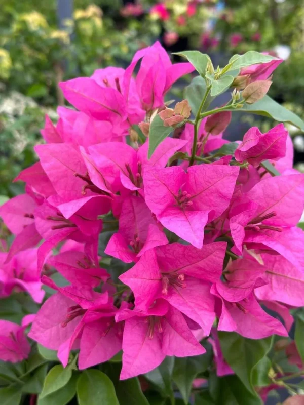 Pink Bougainvillea Flower Live Plant (Height 1-2 Feet) - Image 3