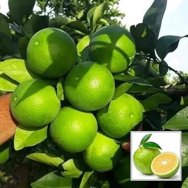 Vietnam Malta Mosambi All Time Live Fruit Plant (Height 1.5-2 Feet)