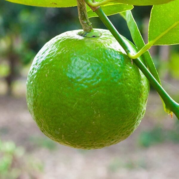 Vietnam Malta Mosambi All Time Live Fruit Plant (Height 1.5-2 Feet) - Image 3