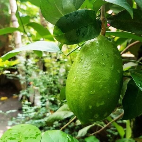 Gandharaj Lemon Lime Lebu Live Fruit Plant (Height 1.5-2 Feet) - Image 2