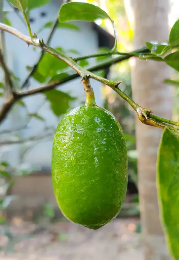 Gandharaj Lemon Lime Lebu Live Fruit Plant (Height 1.5-2 Feet) - Image 3