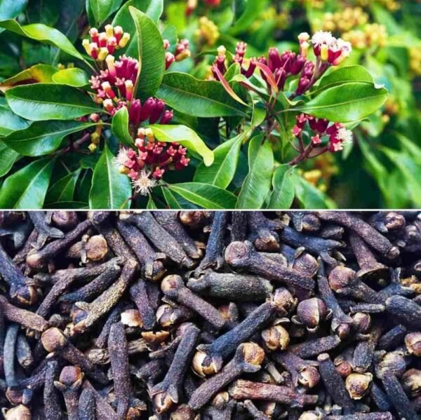 Lavanga CLove Long syzygium aromaticum Spice Live Plant (Height 1-2 Feet) - Image 2