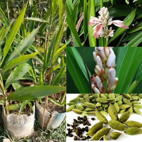 Elaichi Cardamom Spice Live Plant (Height 1-2 Feet)