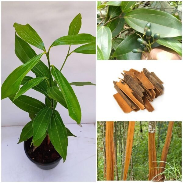 Dal Chini Dar Chini Cinnamon Spice Live Grafted Plant (Height 1-1.5 Feet) - Image 2