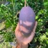 King Of Chakapat Mango Aam Grafted Live Fruit Plant (Height 2-3 Feet) - Image 2