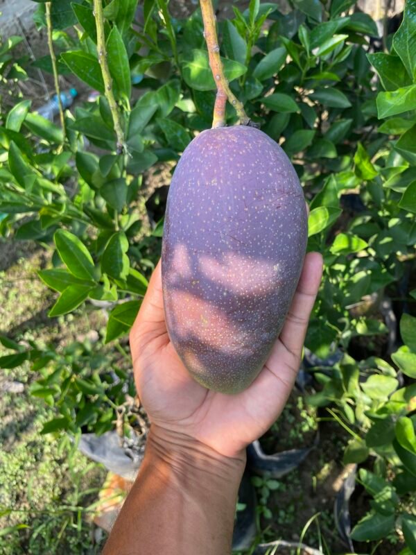 King Of Chakapat Mango Aam Grafted Live Fruit Plant (Height 2-3 Feet) - Image 2