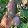 King Of Chakapat Mango Aam Grafted Live Fruit Plant (Height 2-3 Feet) - Image 3