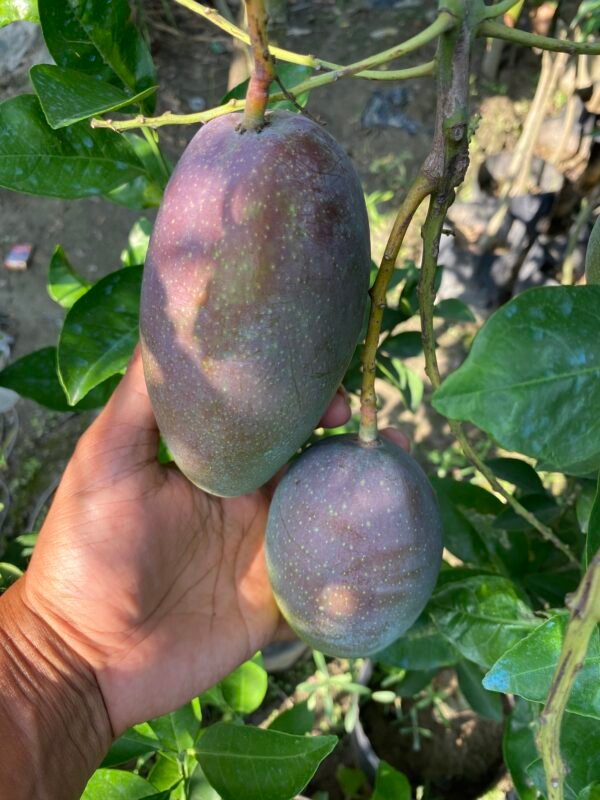 King Of Chakapat Mango Aam Grafted Live Fruit Plant (Height 2-3 Feet) - Image 3