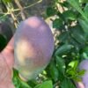 King Of Chakapat Mango Aam Grafted Live Fruit Plant (Height 2-3 Feet) - Image 4
