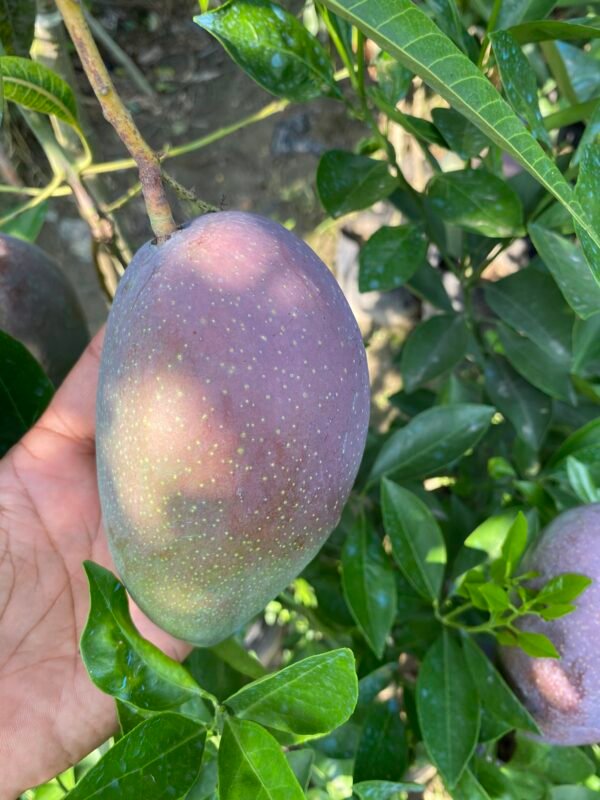 King Of Chakapat Mango Aam Grafted Live Fruit Plant (Height 2-3 Feet) - Image 4