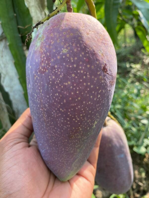 King Of Chakapat Mango Aam Grafted Live Fruit Plant (Height 2-3 Feet)