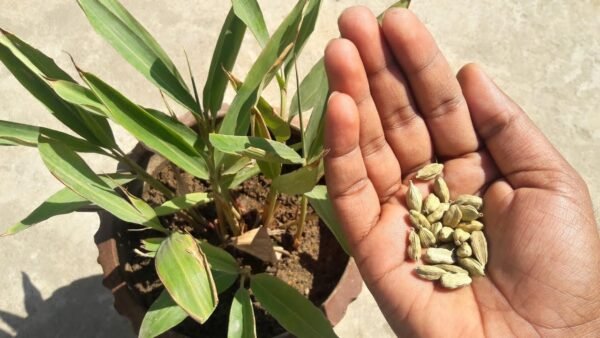 Elaichi Cardamom Spice Live Plant (Height 1-2 Feet) - Image 2