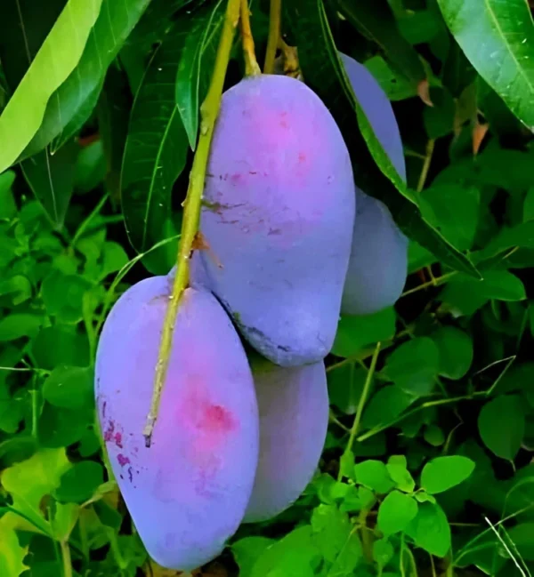 Black Stone Mango Aam Grafted Live Fruit Plant(Height 1.5-3 Feet) - Image 2